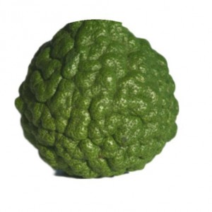 CITRUS KAFFIR LIME (COMBAVA)