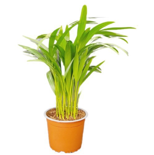 DYPSIS LUTESCENS (ARECA)
