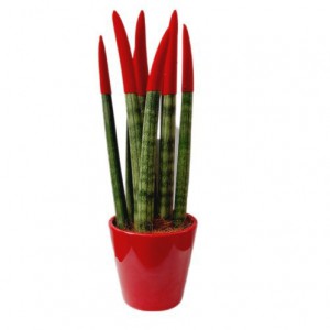 SANSEVIERIA CYLINDRICA