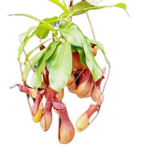 NEPENTHES ALATA (PLANTE CARNIVORE)