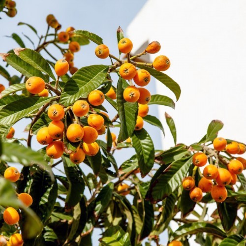 ERIOBOTRYA JAPONICA (NEFLIER)