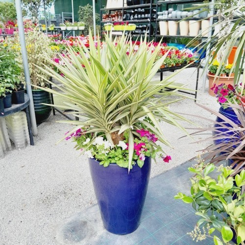 YUCCA JEWEL
