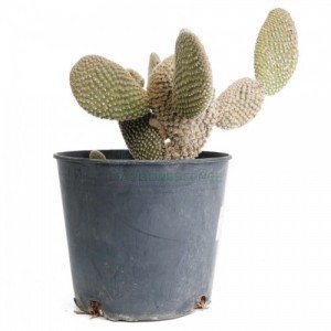 OPUNTIA MICRODASYS ALBATA