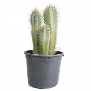 PACHYCEREUS PRINGLEI