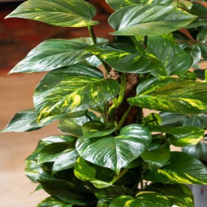 EPIPREMNUM TUTEUR (POTOS)