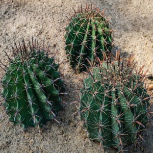 FEROCACTUS PILOSUS