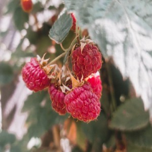 FRAMBOISE