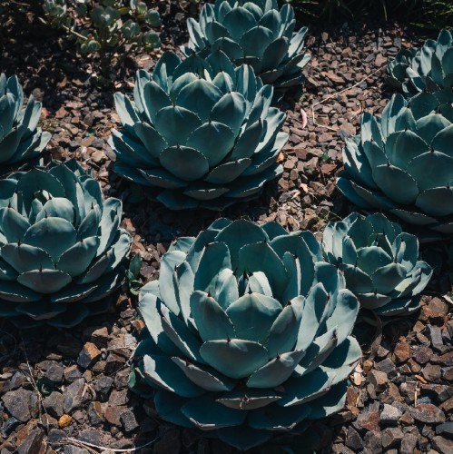 AGAVE PARRYI