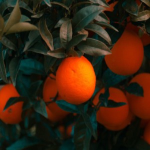 CITRUS SINENSIS (ORANGER NAVEL)