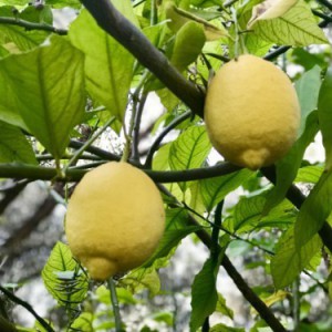 CITRUS LIMON (CITRONNIER BELDI)