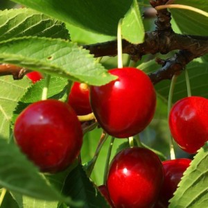 CERISIER