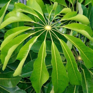 SCHEFFLERA ACTINOPHYLLA