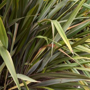 PHORMIUM TENAX