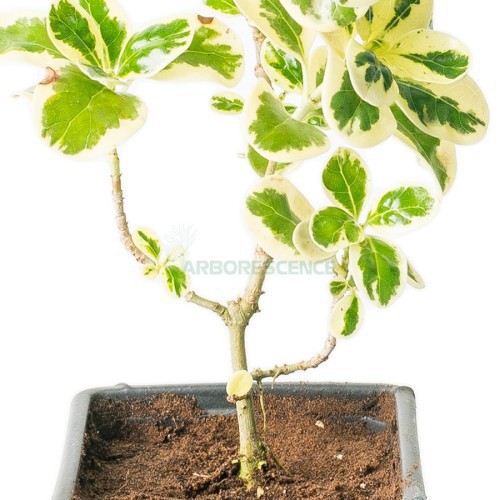 COPROSMA VARIEGATA