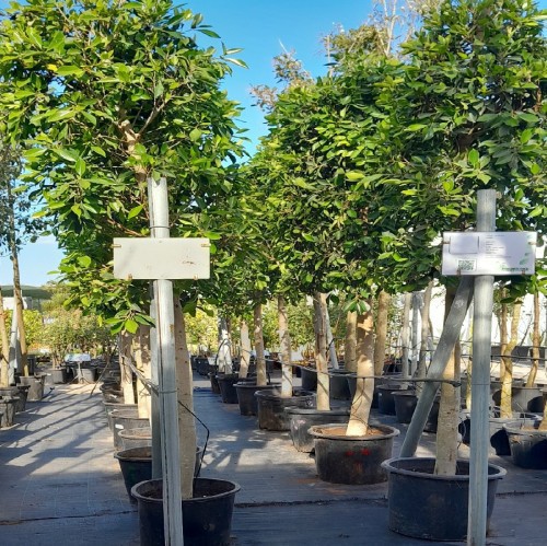 FICUS LAEVIGATA