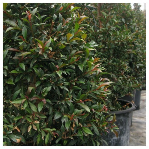 EUGENIA MYRTIFOLIA