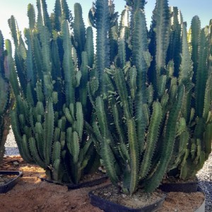 EUPHORBIA HERMENTHIANA