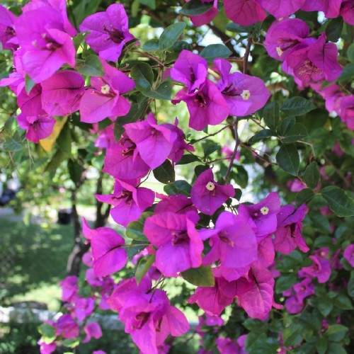 BOUGAINVILLEA GLABRA SANDERIANA