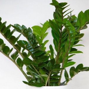 ZAMIOCULCAS ZAMIIFOLIA