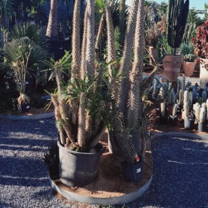 PACHYPODIUM LAMEREI