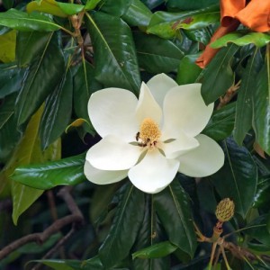 MAGNOLIA GRANDIFLORA