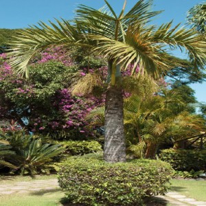 HYOPHORBE VERSCHAFFELTII