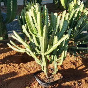 EUPHORBIA LACTEA RAMIFIEE