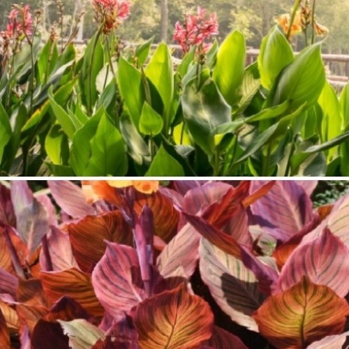 CANNA EDULIS