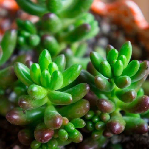 SEDUM