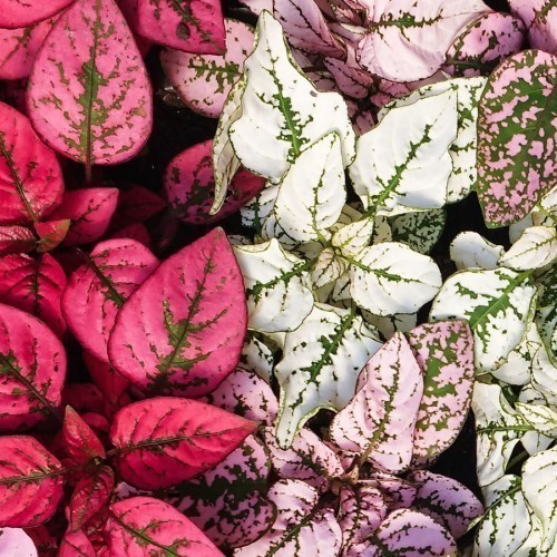 HYPOESTES