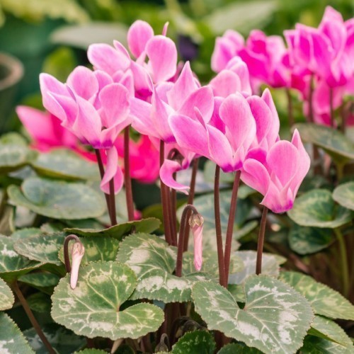 CYCLAMEN