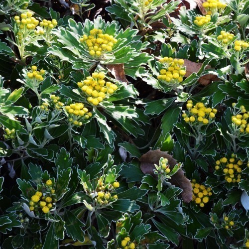 AJANIA PACIFICA