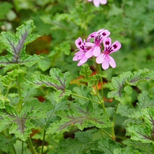 PELARGONIUM FLEUR