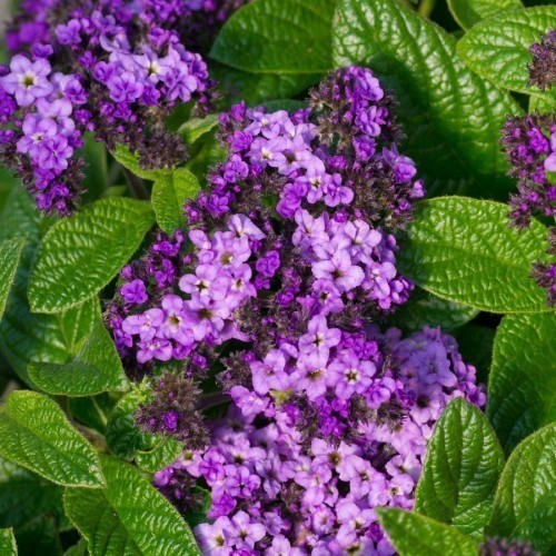 HELIOTROPE