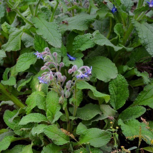 BOURRACHE OFFICINALIS