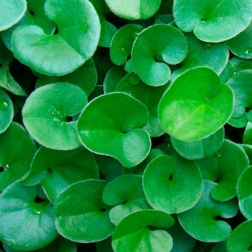 DICHONDRA