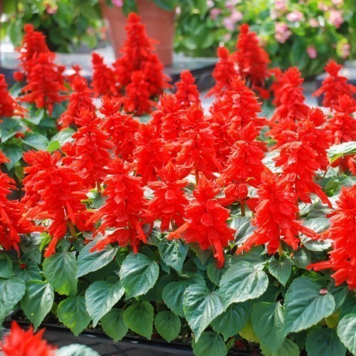 SAUGE FLEUR