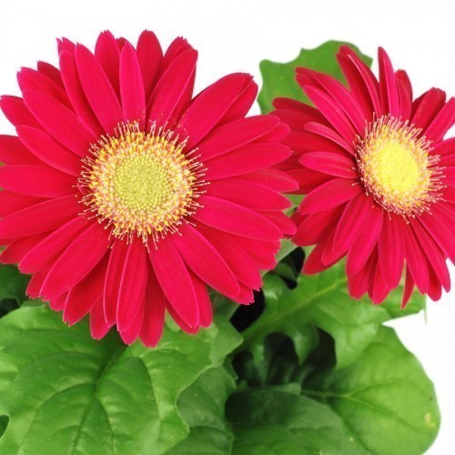 GERBERA