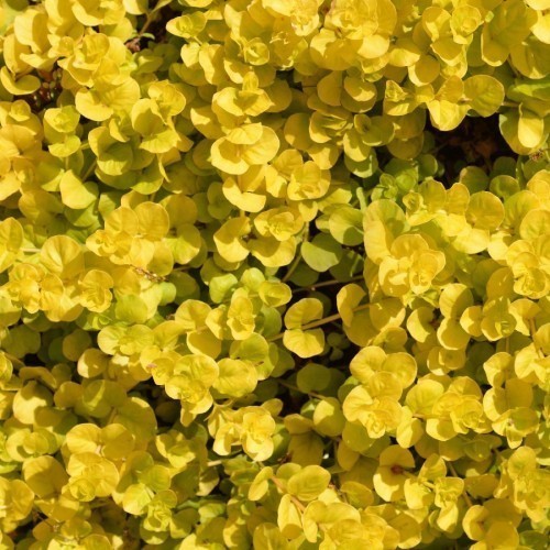 LYSIMACHIA
