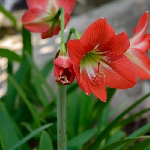 AMARYLLIS
