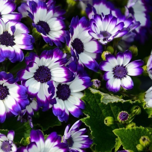 CINERAIRE A FLEUR