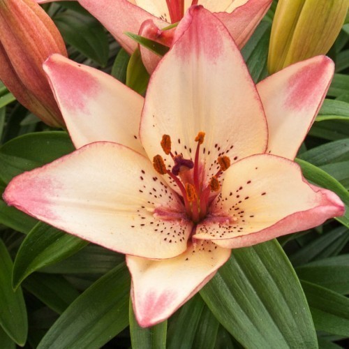 AMARYLLIS