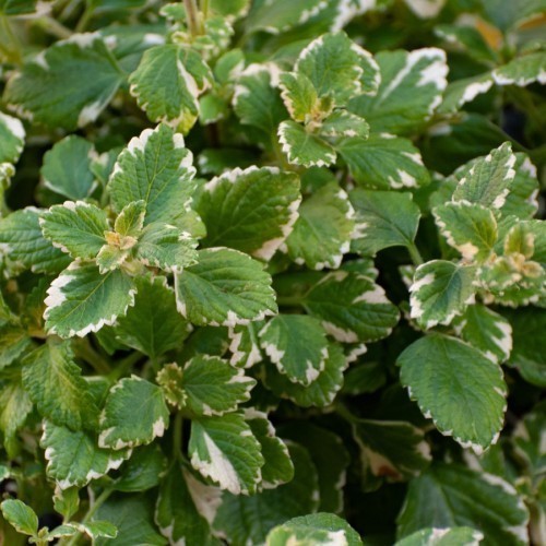 PLECTRANTHUS