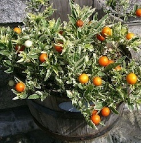 SOLANUM