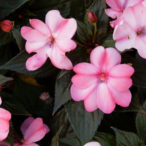 IMPATIENS