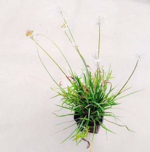 TULBAGHIA VIOLACEA