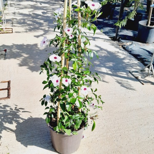 PANDOREA JASMINOIDES