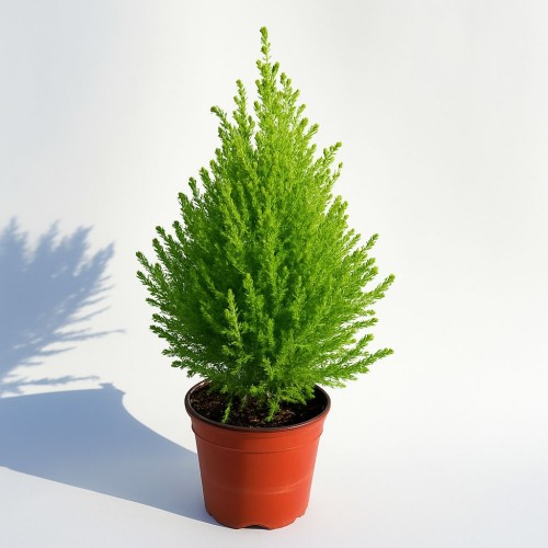 CUPRESSUS GOLD WILMA