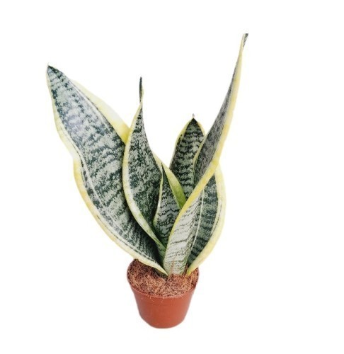 SANSEVIERIA MOONSHINE