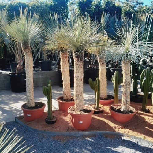 YUCCA ROSTRATA